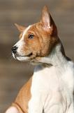 BASENJI 204